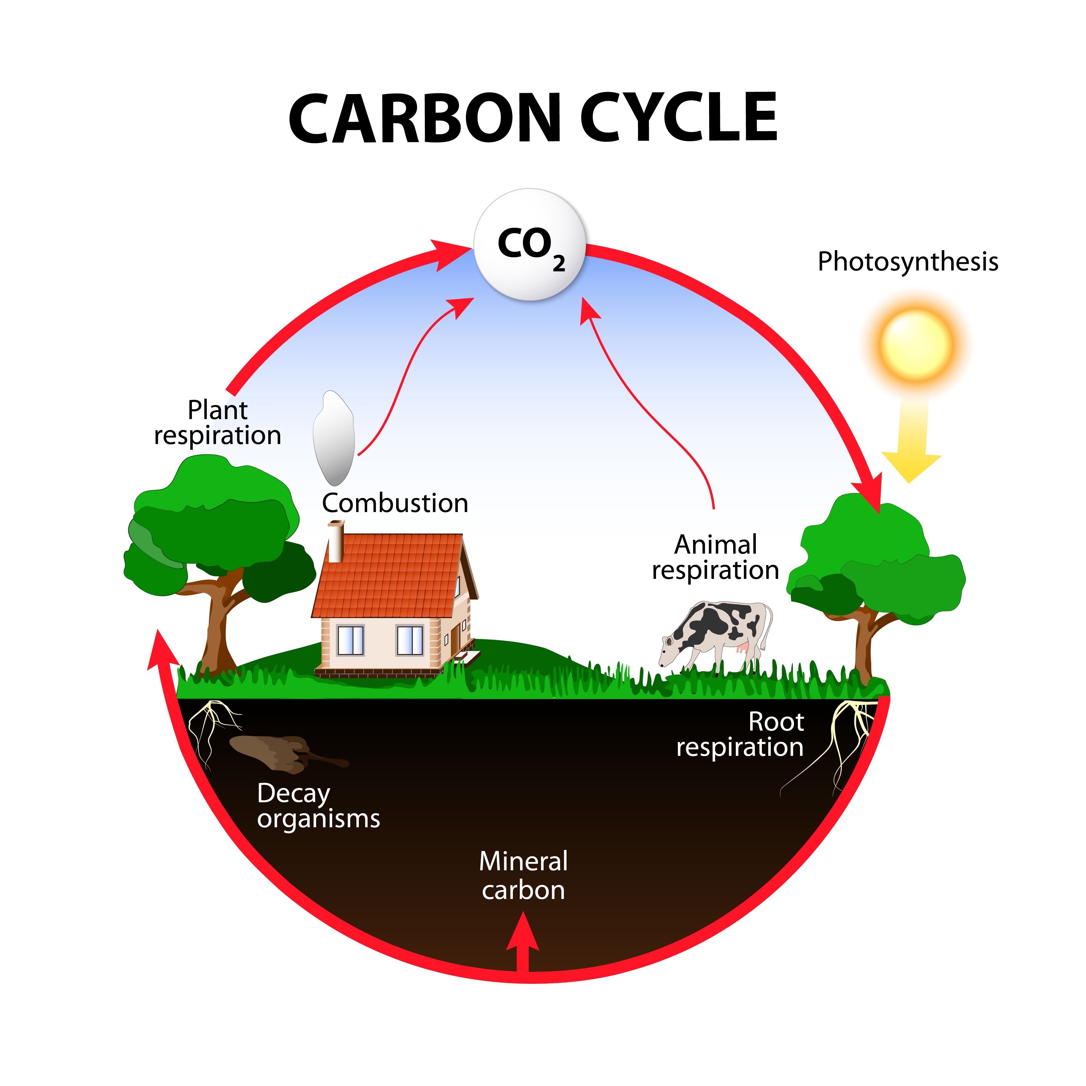 Global Carbon Cycle Diagram