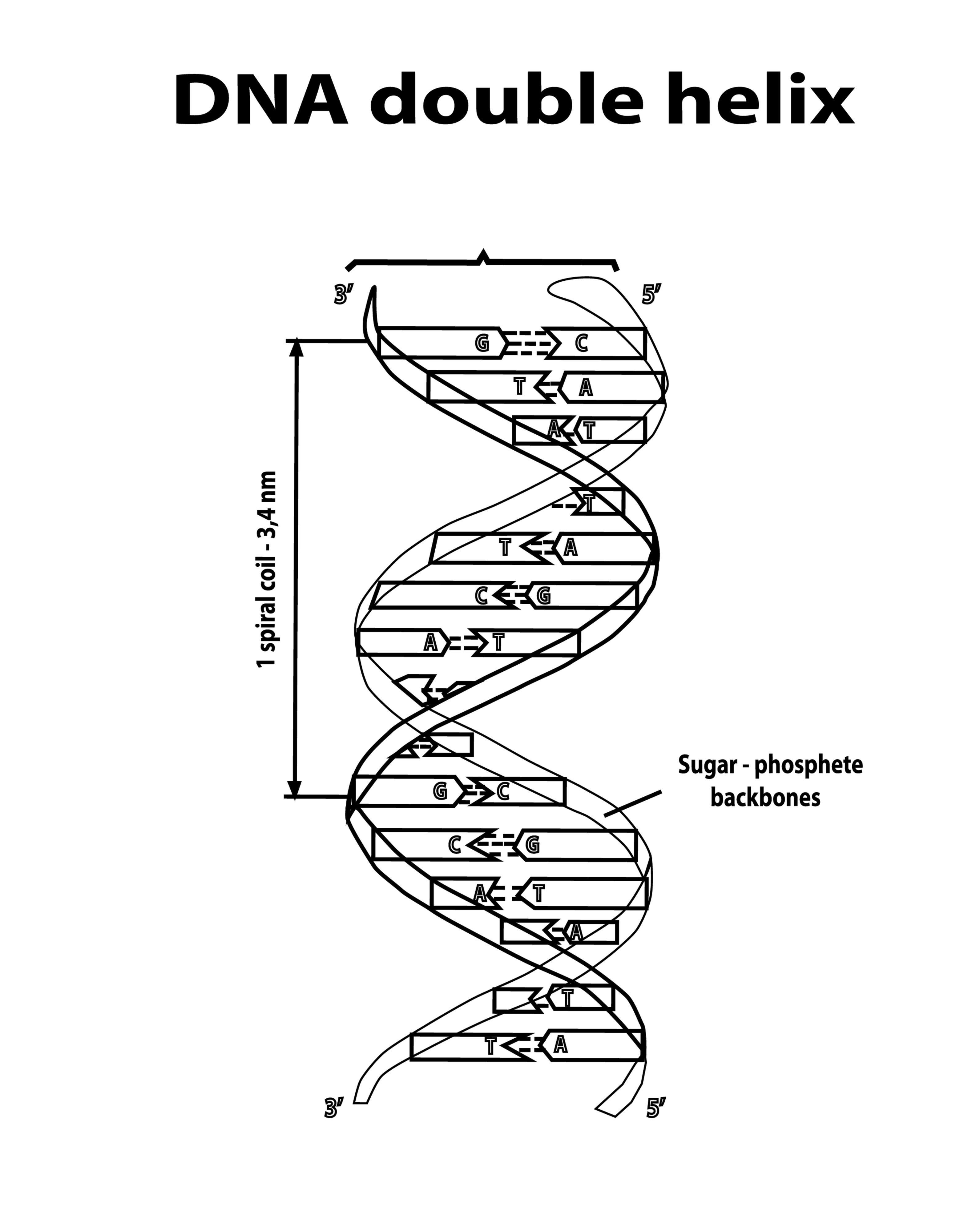 DNA Double Helix Structure